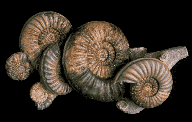 古生物学专业大学排名 2018最新排行榜 古生物学专业大学排名 2018最新排行榜