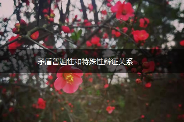 矛盾普遍性和特殊性辩证关系