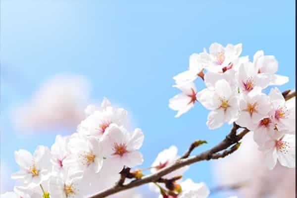 西藏民族大学在宁夏招生专业选科要求对照表 新高考各专业需要选考什么科目